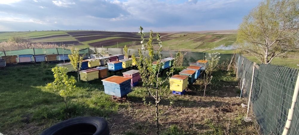 Vând 10 familii albine și lăzi goale