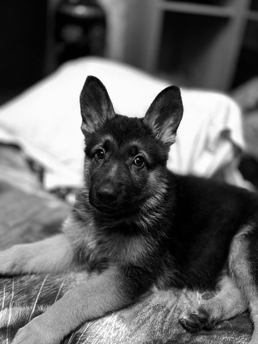 Немецкая овчарка