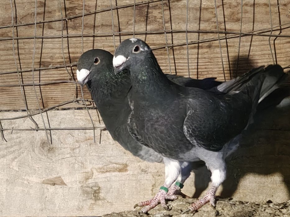 Porumbei  diferite rase.