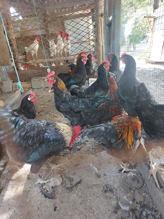 Horoz sotiladi arzon