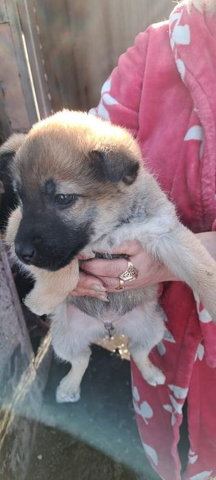 Отдам щенят в добрый руки