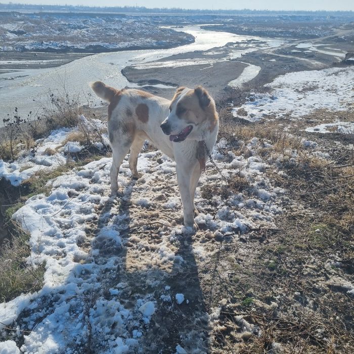 Alaboy tozasi sotiladi erkak