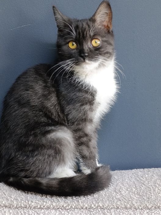 Принц ищет любящих мампап.