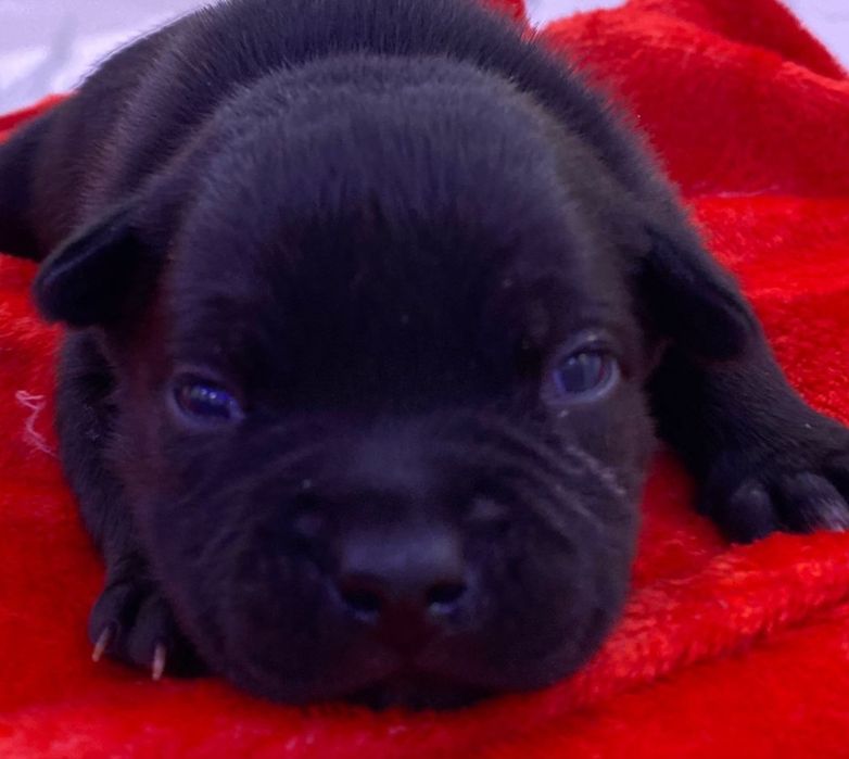 Staffordshire bull terrier