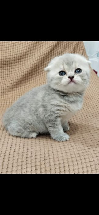 Продам шотландских котят