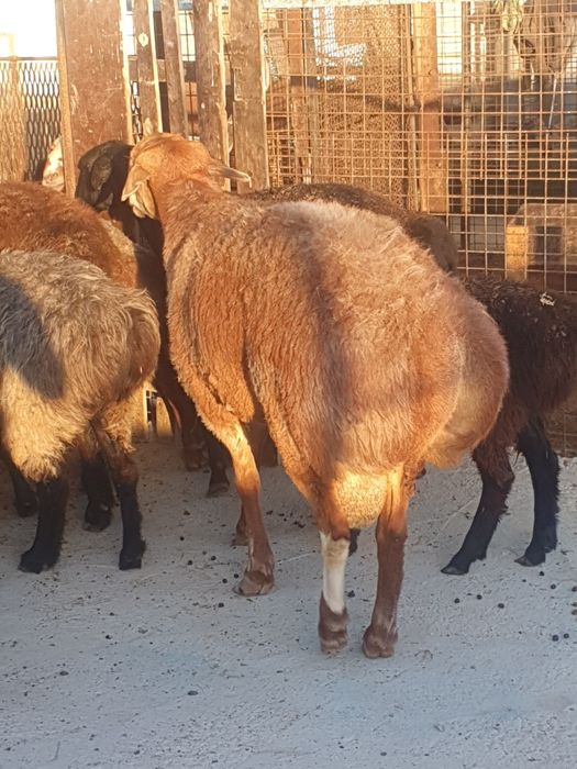 Порно әйелдер жаратылыстары бар