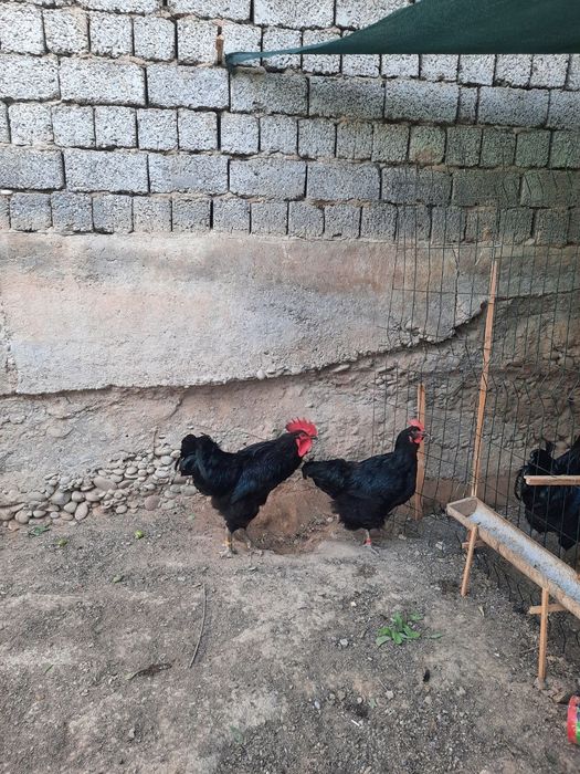 Кора шахзода тозаси