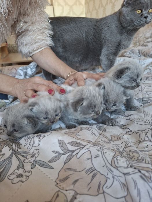 Британски сини колорпойнт късокосмести котенца