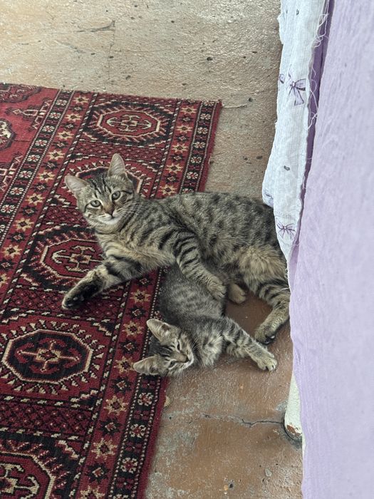 Котенки мушукчала