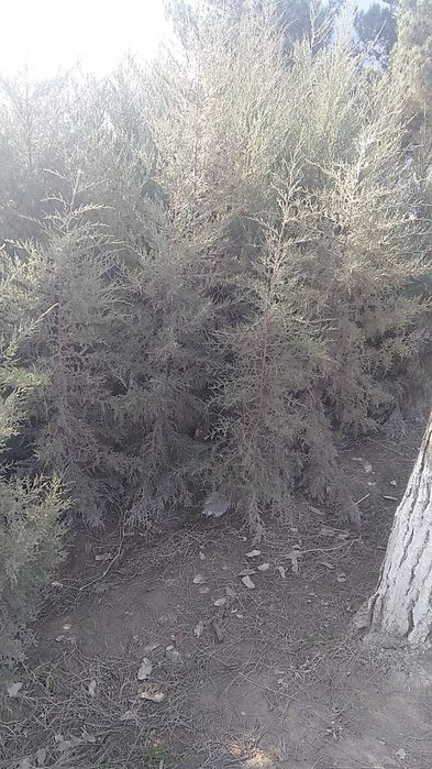 Беш йиллик арча кучат