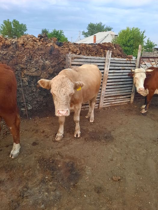 Бұқалар сатылады. Продам бычков