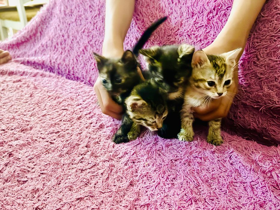 Отдам котят в добрые руки