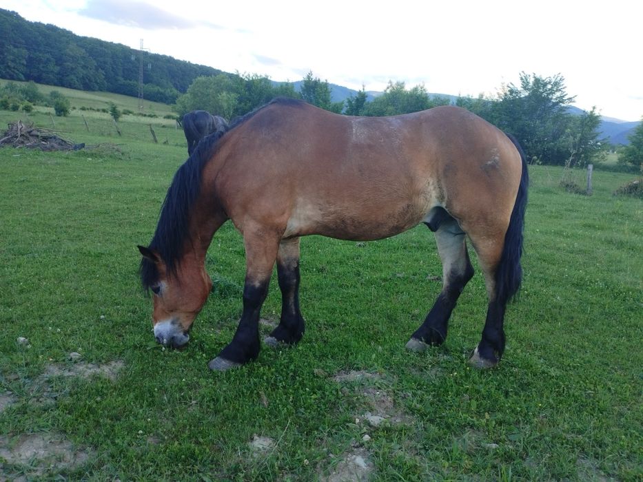 Vând cal castrat de 4 ani