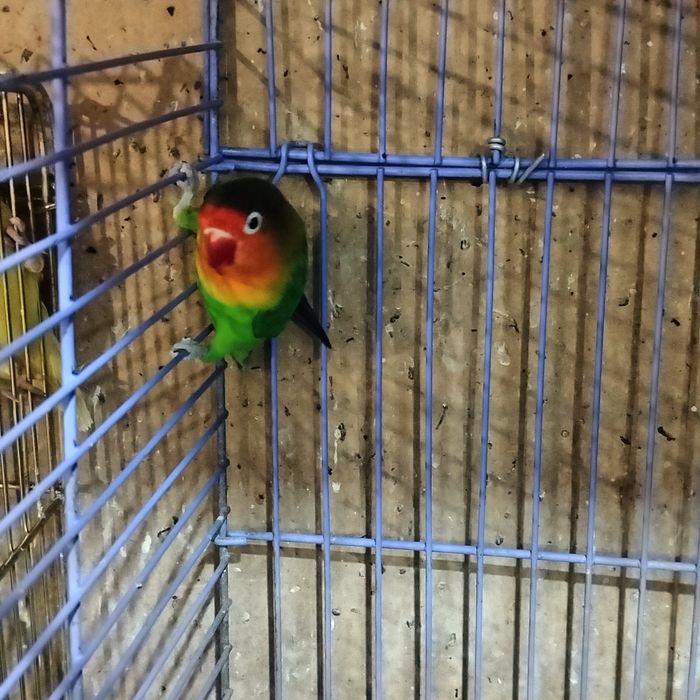 Попугай Неразлучник