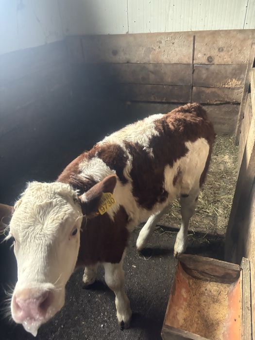 Vând vitică  de 8 saptamani!