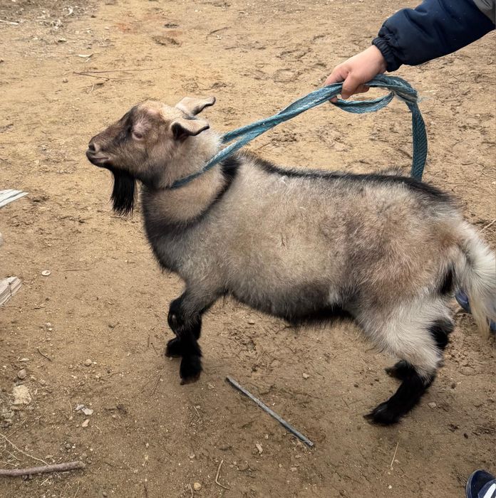 Козы нубиские продаётся