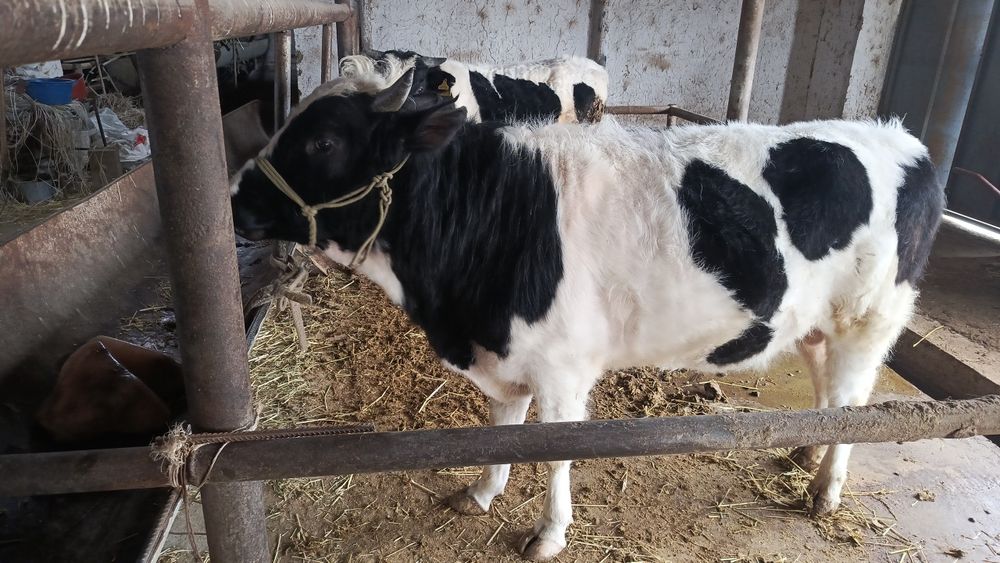 Екі буха сатылады