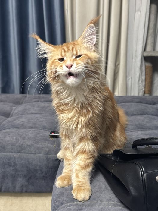 Котенок мейн кун