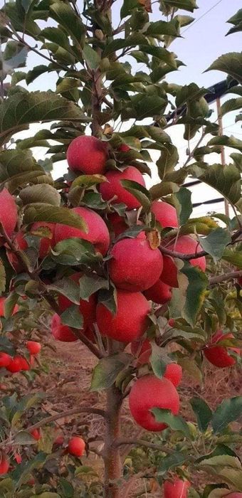 Мевали кучатлар бор. Mevali ko'chatlar sotiladi.