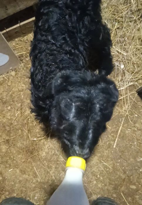 Жетім қозы екі-үш кундік