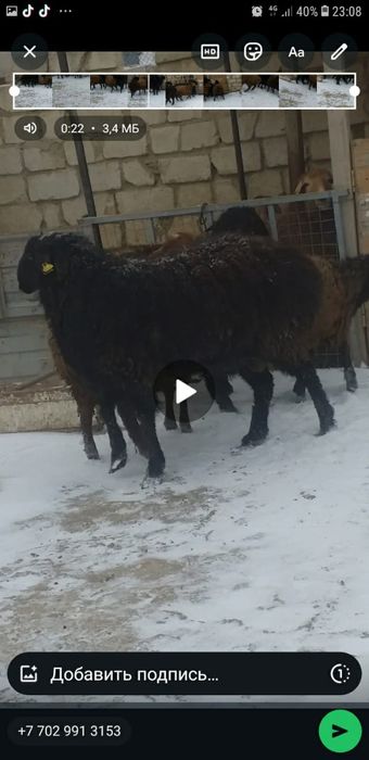Семіз қойлар сатылады