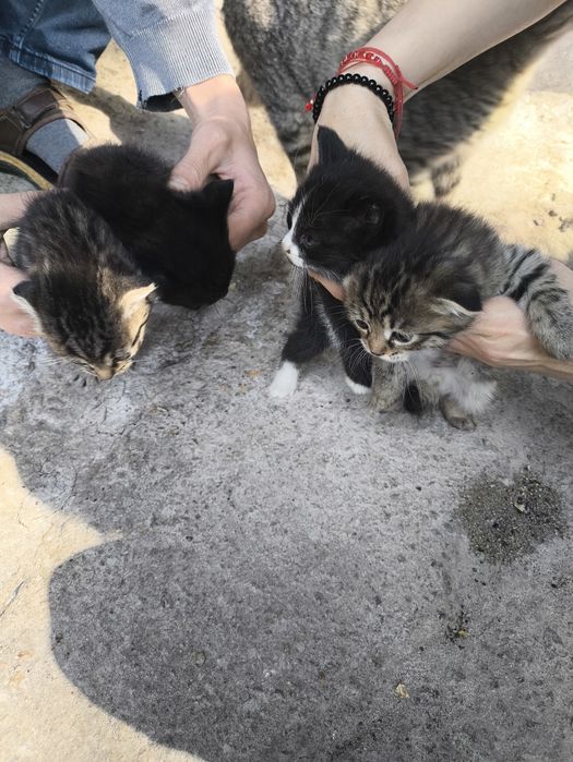 Отдам котят, бесплатно.