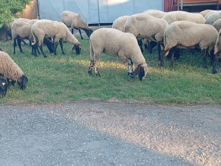 vand oi carabasi sarbesti