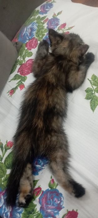 Отдадим в хорошие руки.