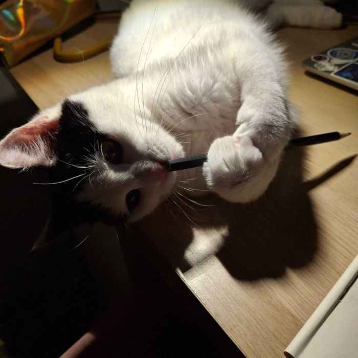 Adoptie mustacios