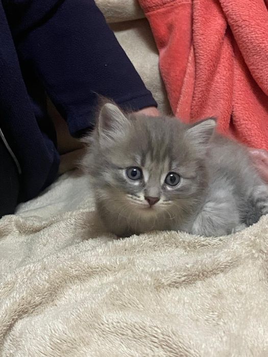 Отдам котят бесплатно