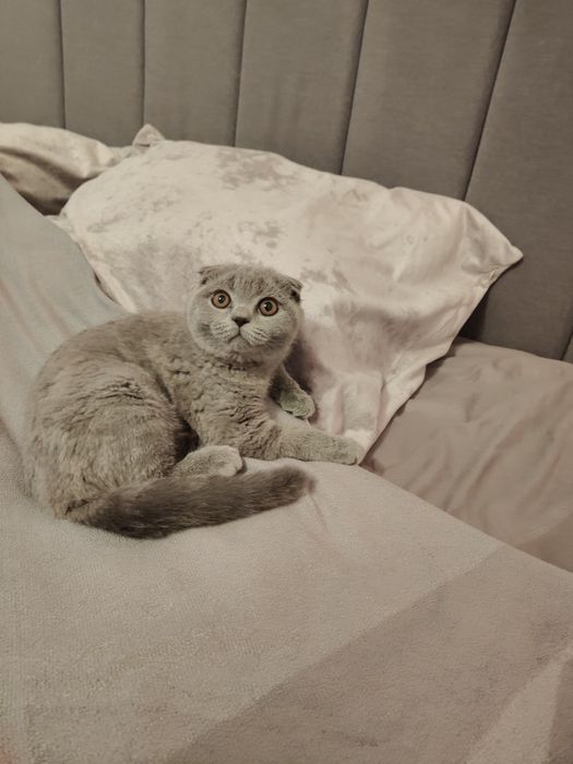 Девочка Фолд Шотландская.