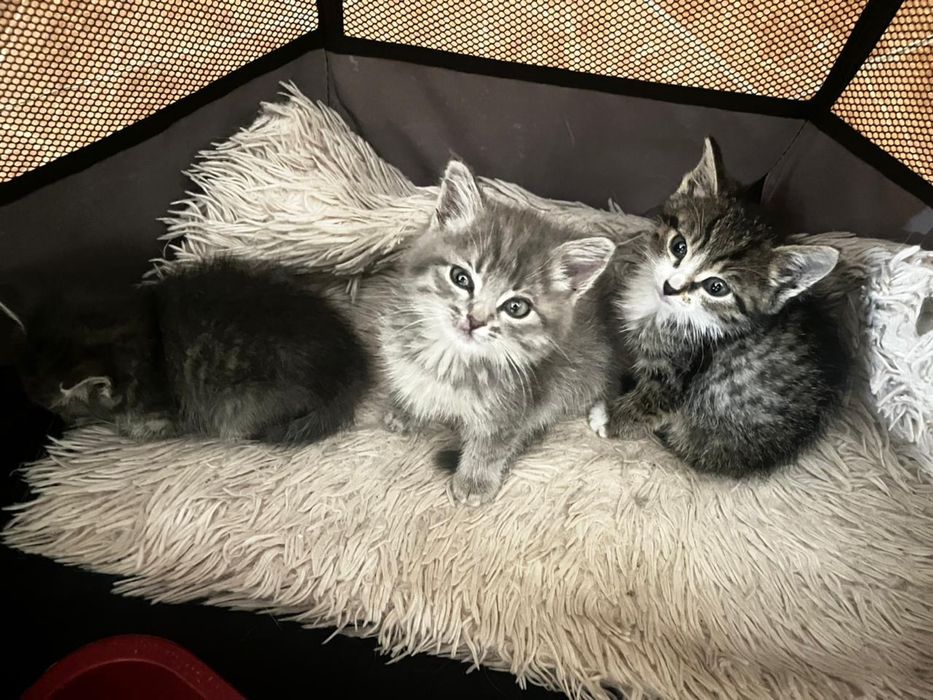 Отдаем котят в добрые руки