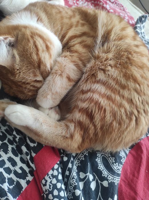 кот рыжий годовалый