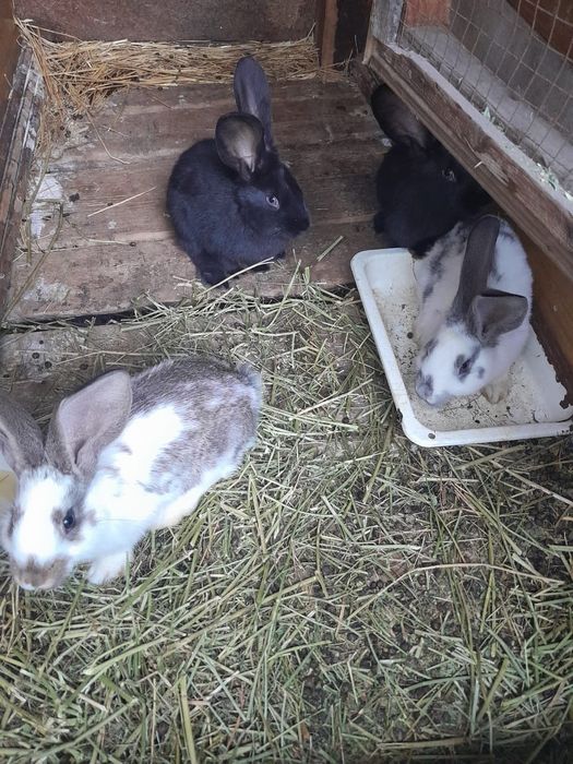 Продам крольчат,помесь Фландер  и Строкачи
