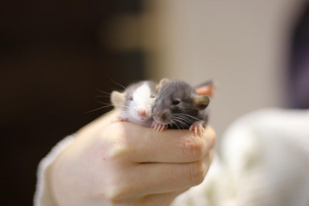 Крысята дамбоухие