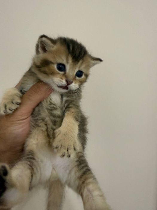 Золотая Шиншила Скотиш Фолд