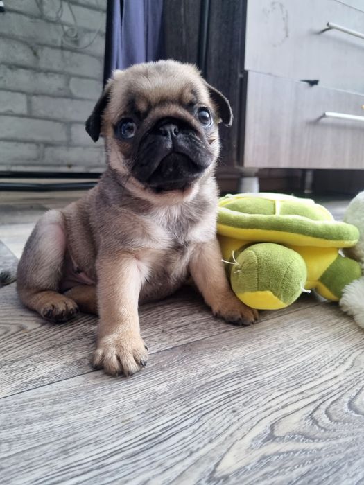 Мопс щенки с документами.