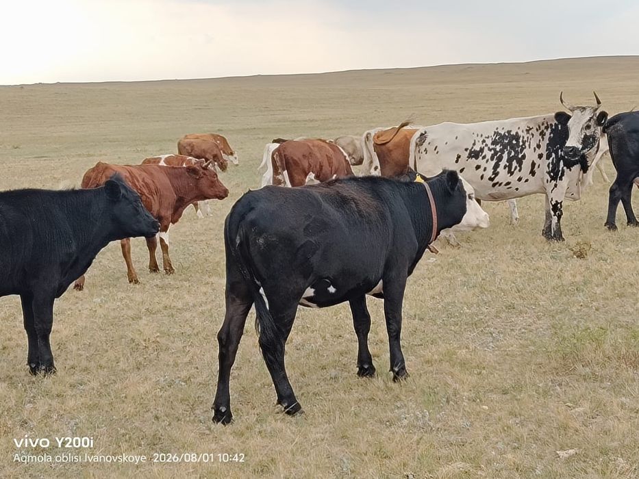 Продам крс оптом.