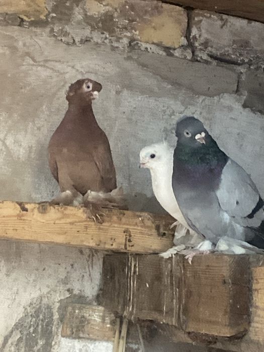 продам голуби без пар 5 шт