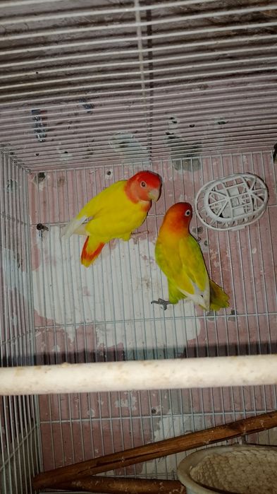 Qafasi bilan 1 juft papugaychiklar sotiladi