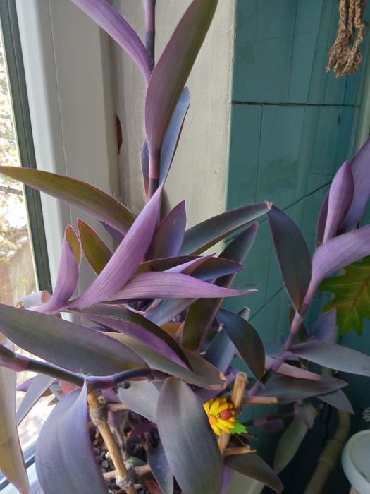 Комнатный цветок