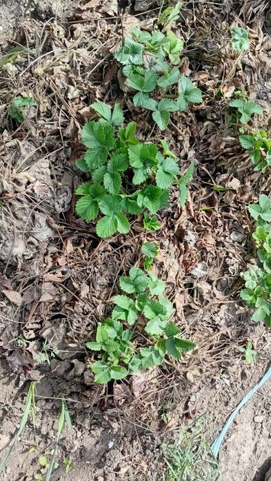 Рассада клубника