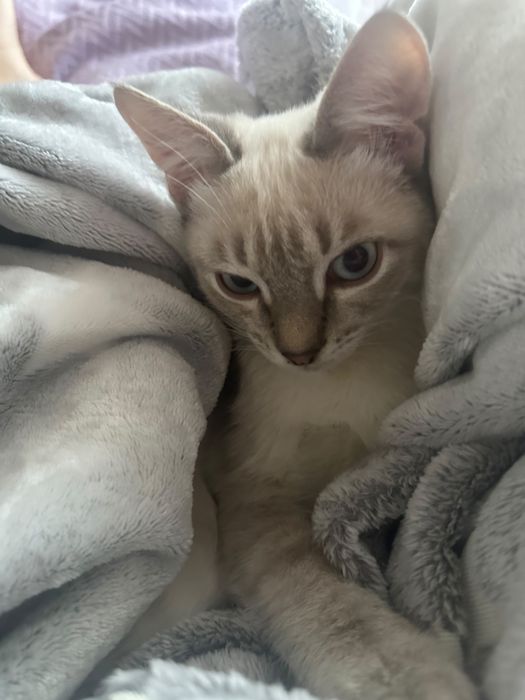 котенок в хорошие руки