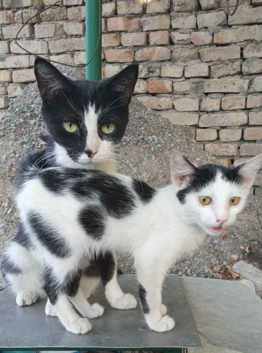 Домашние котятки в добрые руки