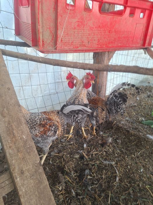 Cocosi  wyandotte  Marans  Araucana Crem legbar