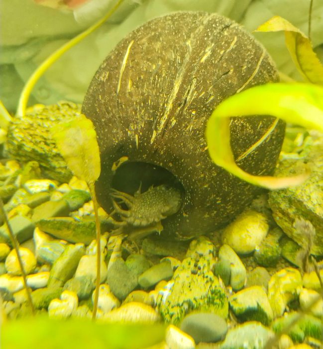 Анциструс самцы взрослые