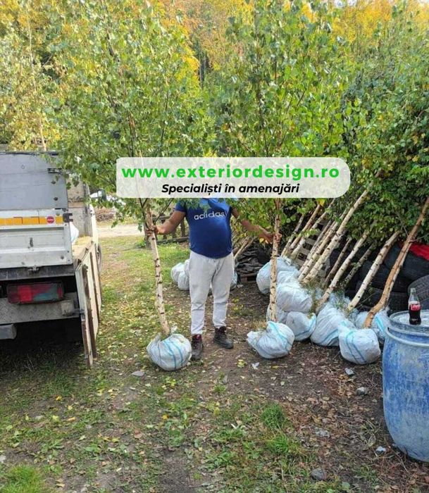Plante Ornamentale de Umbra - Modele deosebite, Mesteacăn tei platani