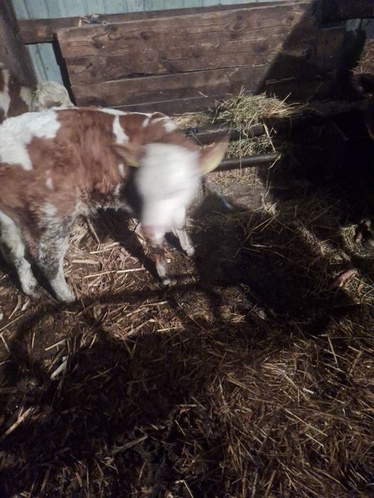 Tauras și vitea baltata