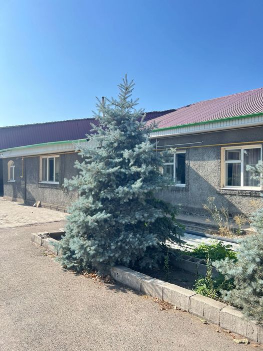 Продам Ели (живые)