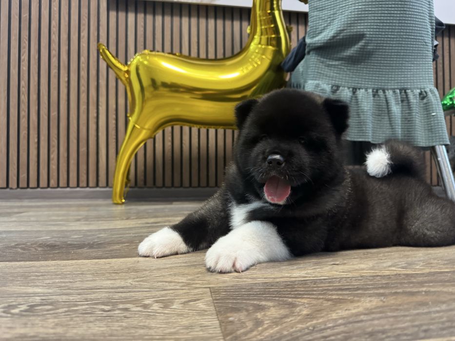 Американская Акита